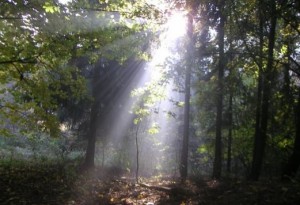 wald